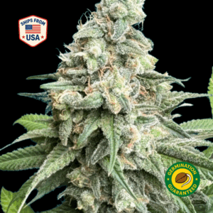 Purple-Koolaid-Feminized-Seeds