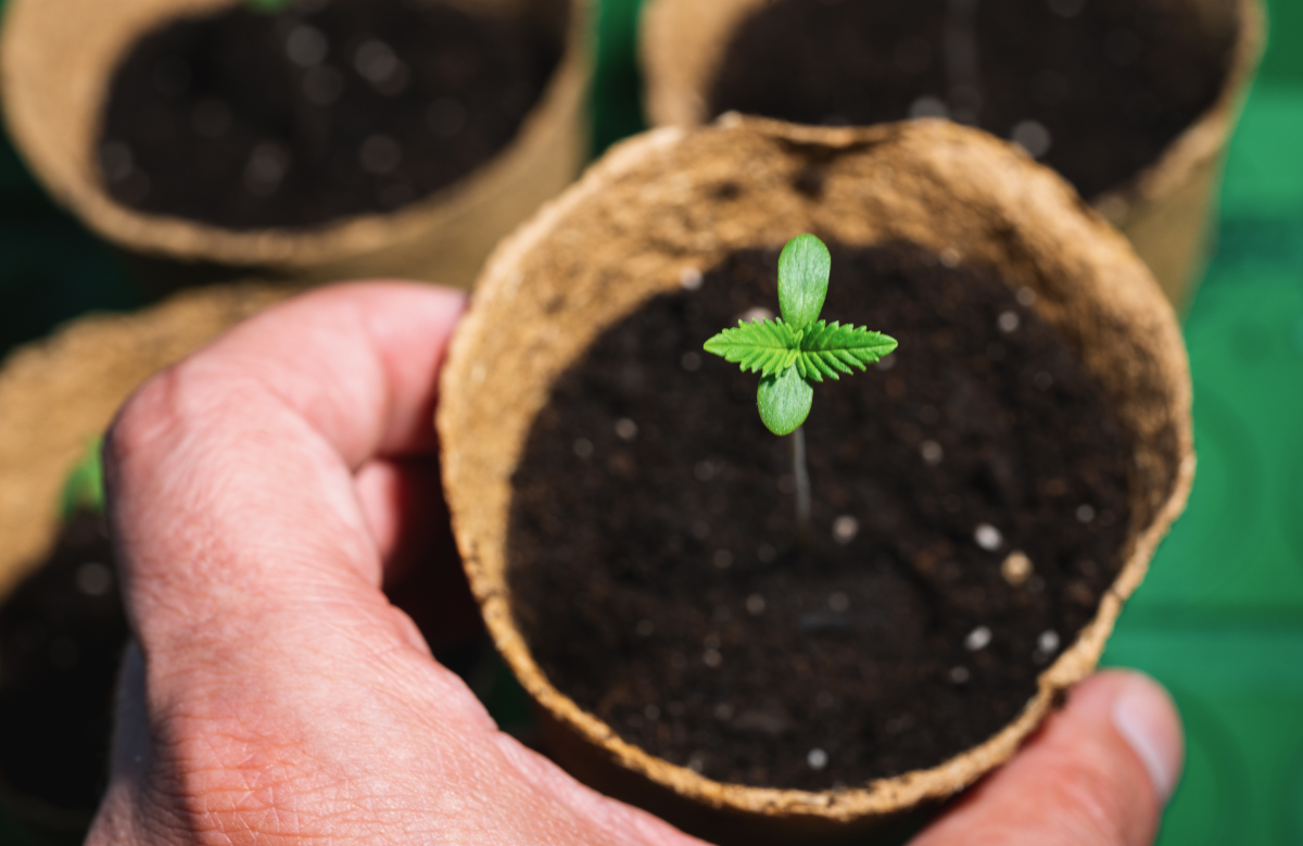 The Best Light Cycles for Cannabis Growth The Seed Connect