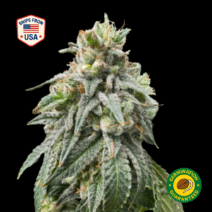Blueberry Headband Feminized Seeds