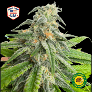 Death Star Feminized Seeds