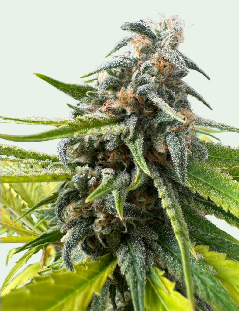 Trainwreck Feminized Seeds - The Seed Connect