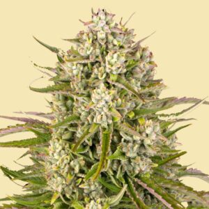 Badazz OG Cheese Feminized Seeds