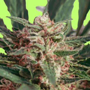 Buy Grape OG Feminized Seeds
