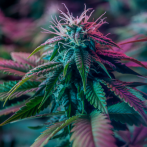 California-Dream-Feminized-Seeds-
