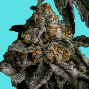 Cookies Amnesia Feminized Seeds
