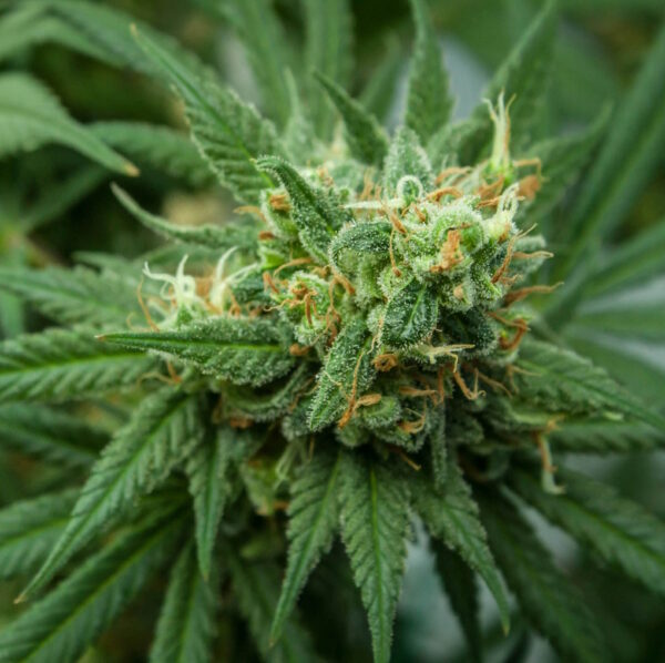 Critical Kush Feminized Seeds