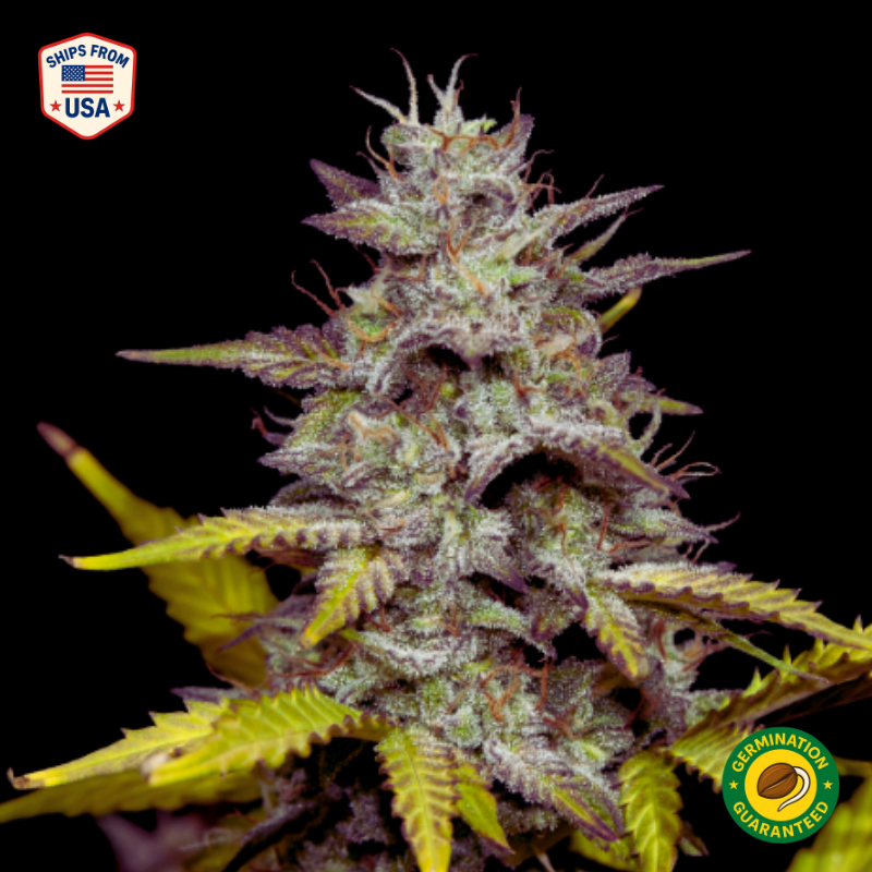 Early Skunk Feminized Seeds