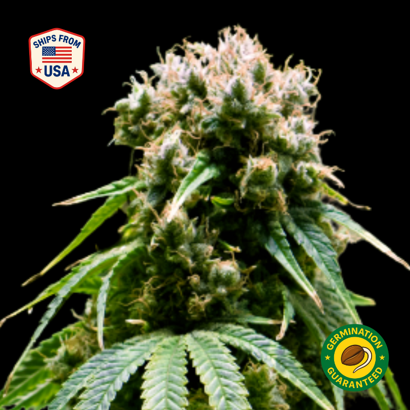 Girl Scout Cookies (GSC) Feminized Seeds