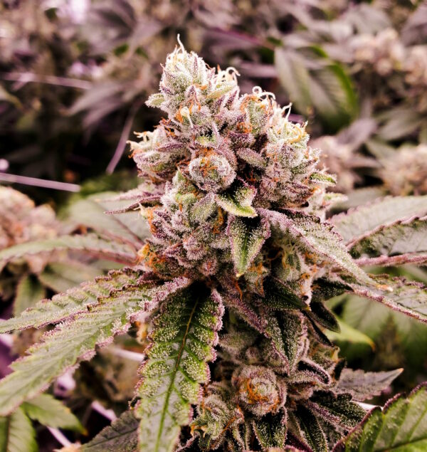 Grandmommy Purple Feminized Seeds