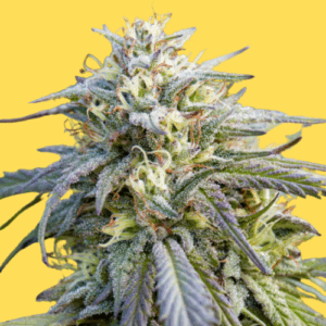 Holy Grail Kush Feminized Seeds