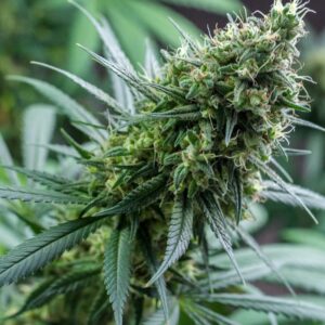 Buy Kosher Kush Feminized Seeds