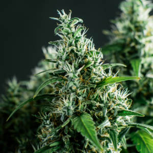 Larry OG Feminized Seeds