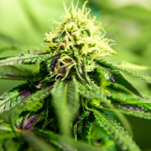 Lemon Tree Feminized Seeds