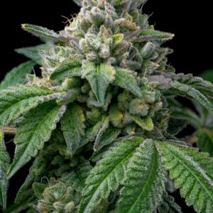MAC 1 Feminized Seeds