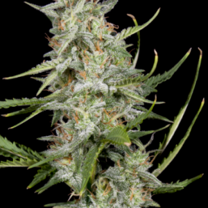 Mandarin Cookies Feminized Seeds