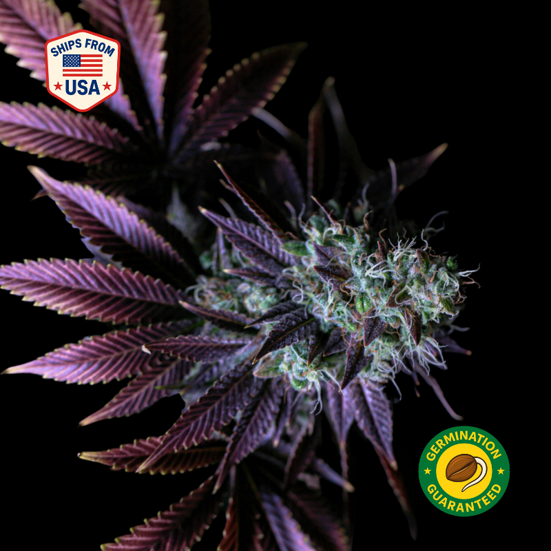 Pinkman Goo Feminized Seeds