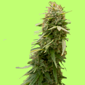 Silver Haze Feminized Seeds