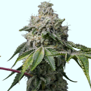 Tahoe Ferminized Seeds