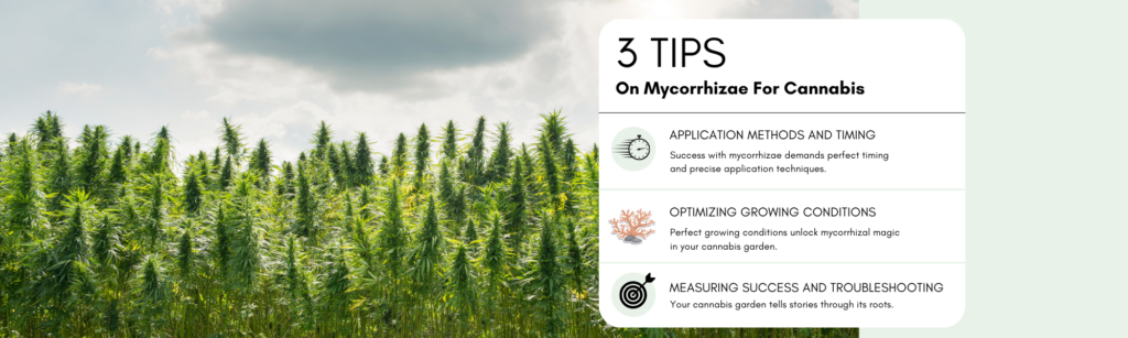 3 Tips on Mycorrhizae for Cannabis