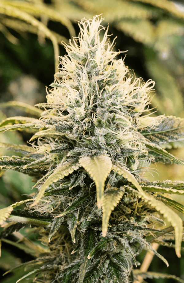 Auto Amnesia Kush Autoflowering Seeds