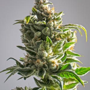 Auto Big Bud Autoflowering Seeds