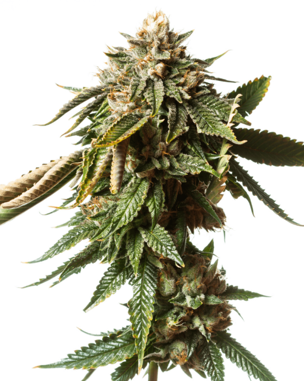Auto Blue Fruit Autoflowering seeds