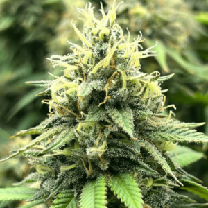 A-Train Regular  Seeds