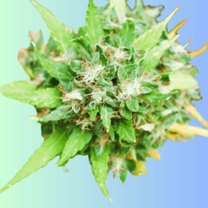 Auto Agent Orange Autoflowering Seeds