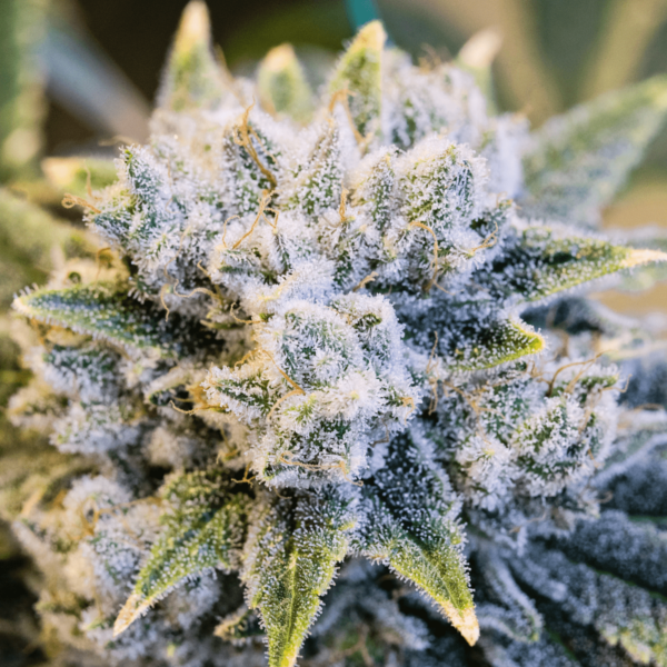 Auto Cherry AK Autoflowering Seeds