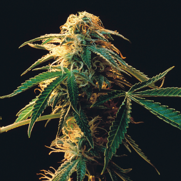 Auto Devil’s Wish Autoflowering Seeds