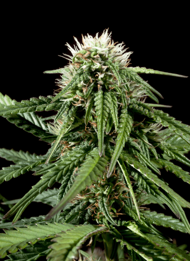 Auto French Cookies Autoflowering Seeds