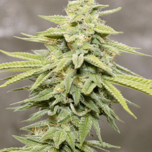 Auto Frosted Guava Autoflowering Seeds