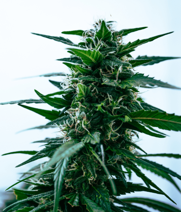 Auto Sour Mac Autoflowering Seeds