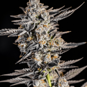 BH Gold TW Regular Seeds