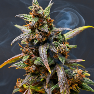 Nepal Parvati Regular Seeds