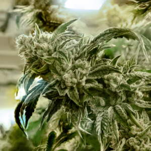 Nepal Parvati Reserve Regular Seeds
