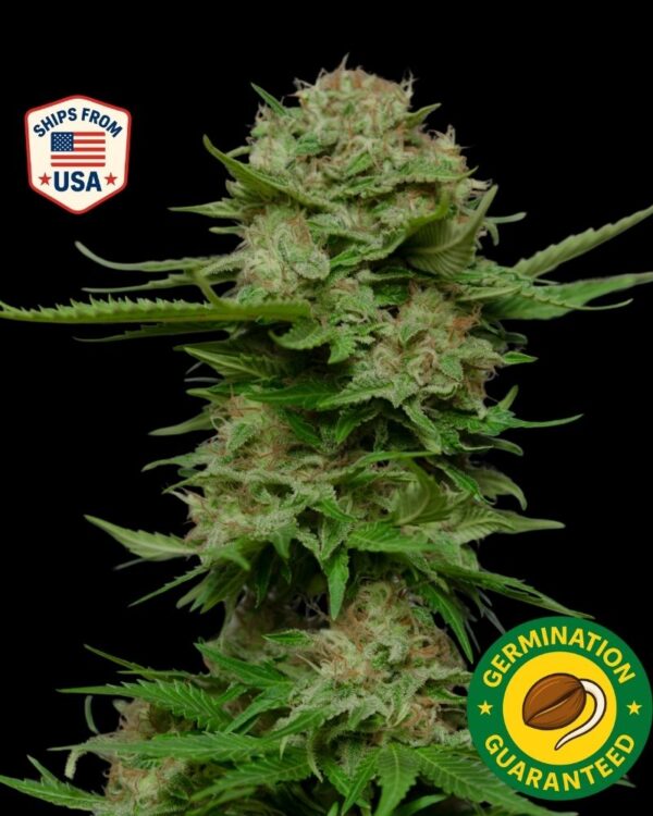 Pink Panties Regular Seeds
