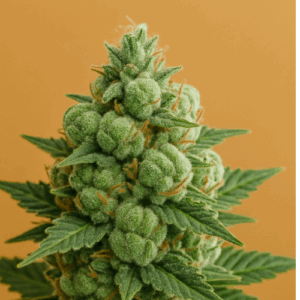 Auto Big Bud Seeds
