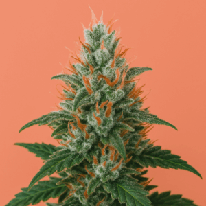 Auto Cherry Pie Seeds