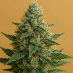 Auto Dos Si Dos Seeds