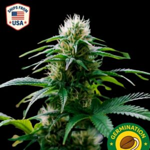 Auto Gelato 41 Seeds