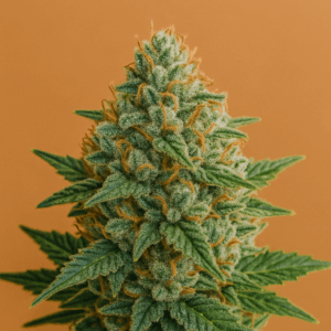 Auto Girl Scout Cookies