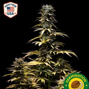 Auto LA Confidential Seeds