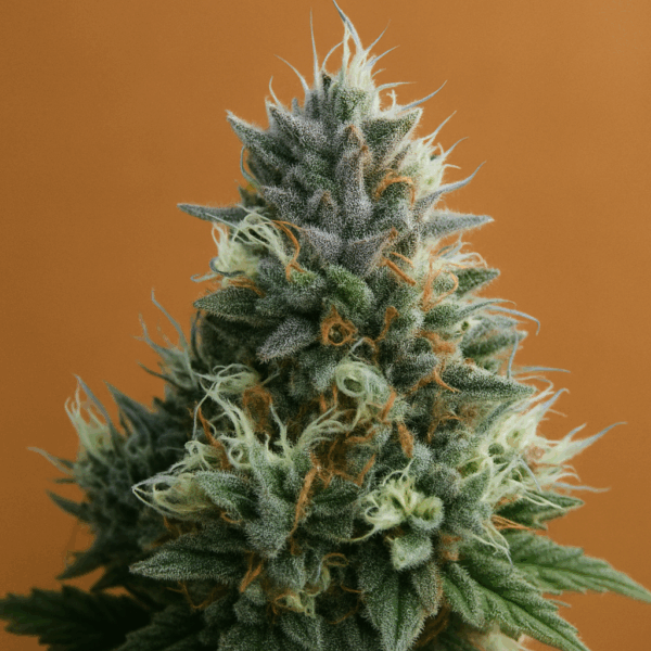 Auto LA Confidential Seeds