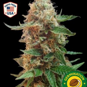 Auto Lemon Cherry Cookies Seeds