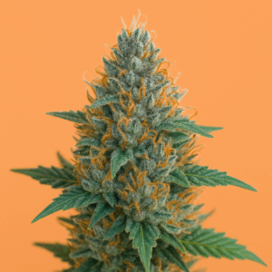 Auto Mango Tango Seeds