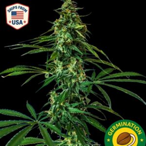 Auto Mango Tango Seeds