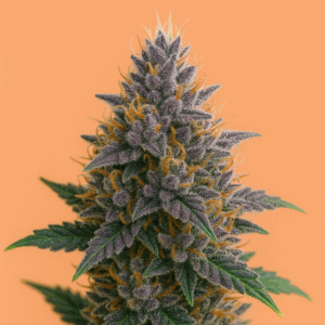 Auto Purple Punch