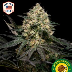 Auto Sour Diesel