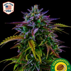 Auto Sunset Sherbert Seeds